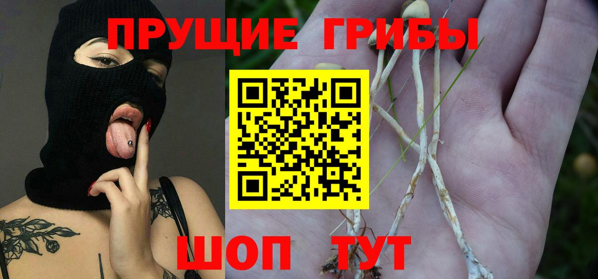 Псилоцибиновые грибы Psilocybe Кандалакша